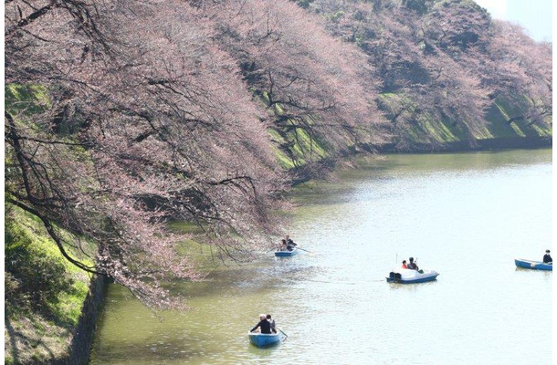 27日時点の千鳥ヶ淵緑道の桜