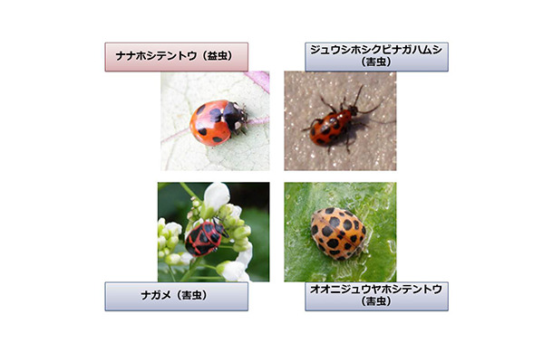 紛らわしい病害虫の例。日本において