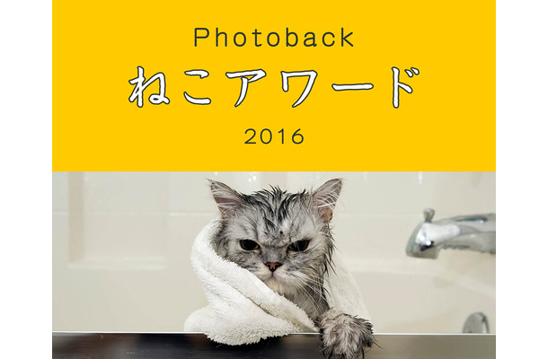 Photoback　ねこアワード　 2016