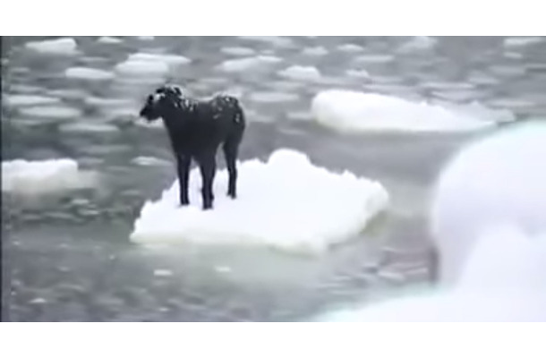 流氷の上で動けない犬！勇気ある男性が救出