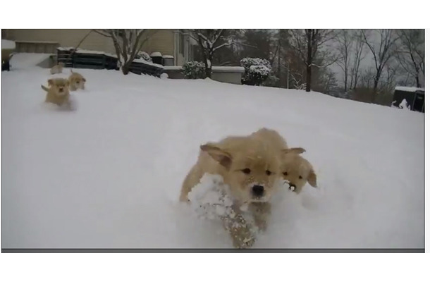 【癒し】雪のなかを駆け回るゴールデンの子犬たち