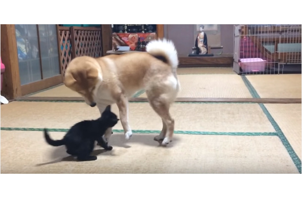 子猫ちゃんと柴犬の母のほのぼの子育て