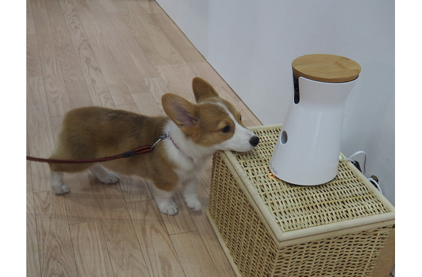 オヤツのために、カメラ前で待機