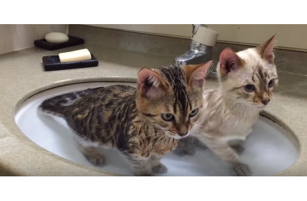 【動画】こうみえて2匹仲良く入浴中！