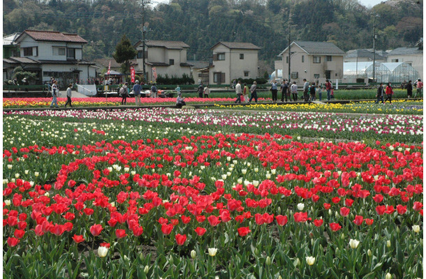 東京・羽村市で「チューリップまつり」！40万本を鑑賞