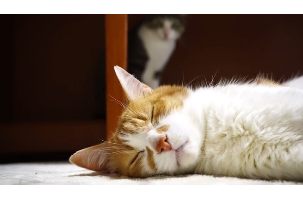 【動画】気持ちよく寝ている猫！背後から刺客が