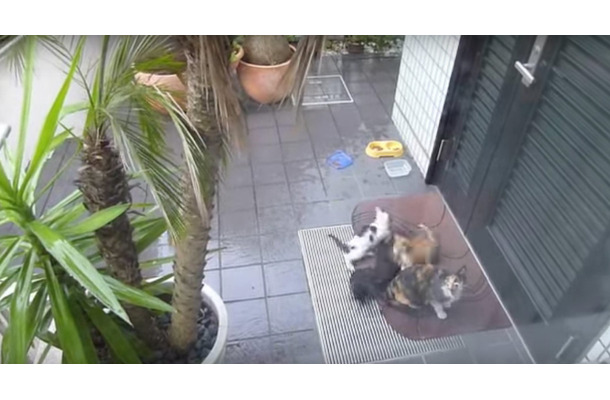 【動画】無邪気な野良猫の親子を窓からコッソリ撮影！