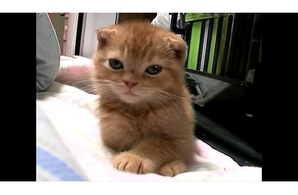 【動画】目覚まし時計にビックリの子ネコ！