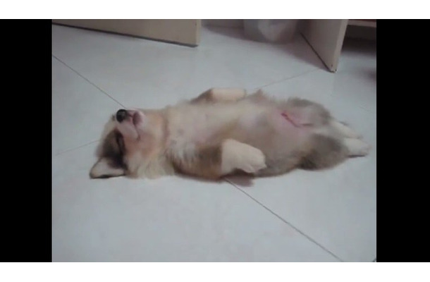 【動画】何をされても起きません！姿勢よく仰向けで爆睡するコーギー