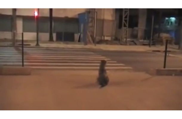 【動画】人間よりもお利口！青信号になるまで待って横断歩道を渡るイヌ