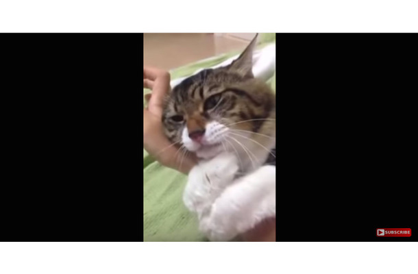 【動画】むぎゅう～っと腕に抱きついて離れない甘えん坊なネコさん