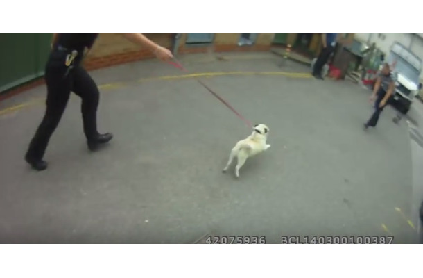 【動画】犬ドロボー御用で飼い主と再会したパグ