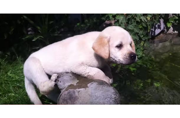 【動画】バタ足から！生後10か月の子犬のスイミング