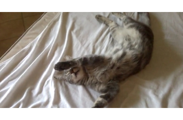 【動画】その左手は何？独特の体勢で眠るネコ