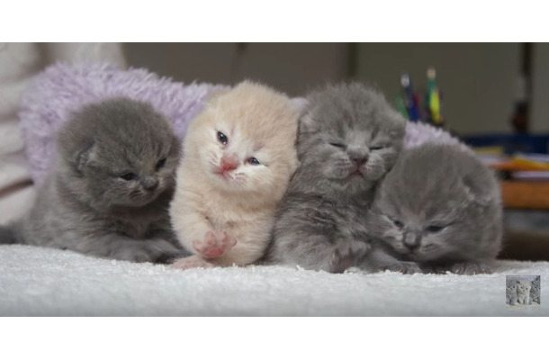 【動画】4匹の子猫！並んで鳴く姿がかわいすぎる