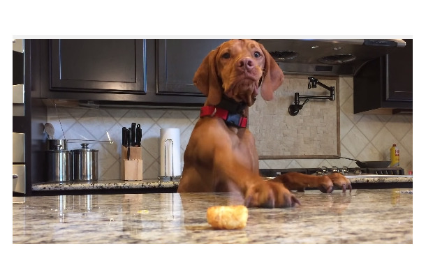 【動画】どうしてもポテトが食べたい