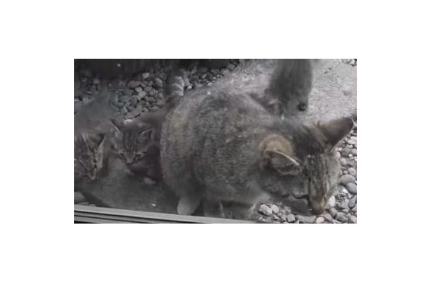 【動画】近所に猫一家が引っ越してきた