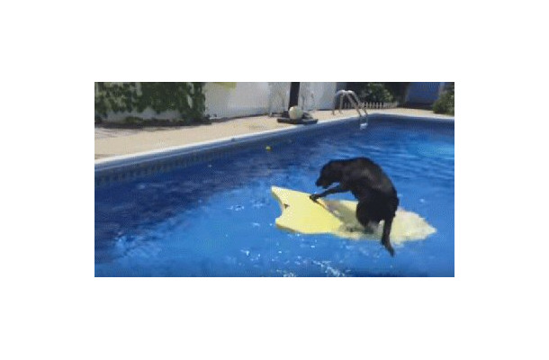 【動画】プールでサーフボードに乗る犬！最後には……