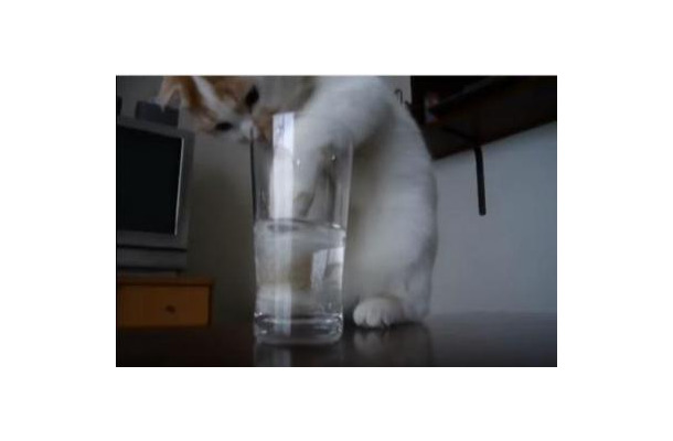 【動画】そこまでしてグラスの水を飲む？必死すぎる猫