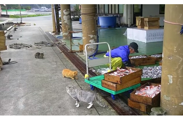 【動画】お魚食べ放題？