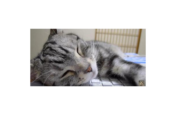 【動画】キーボードの上で寝る猫