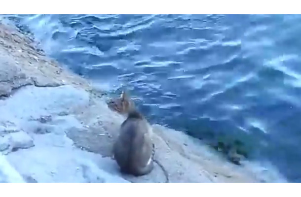 【動画】お見事！猫が泳ぐ魚を見事に捕った瞬間