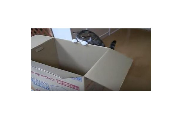 【動画】1000万回再生の人気動画！大きな箱とねこ