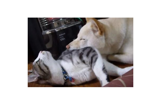 【動画】枕にされた猫
