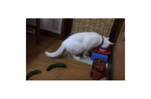 【動画】なぜにそこまで驚く！キュウリに驚く猫