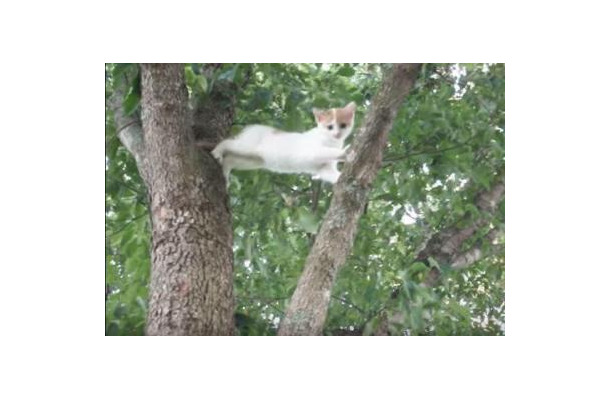 【動画】木から降りれなくなった子猫を助けようと母猫が……