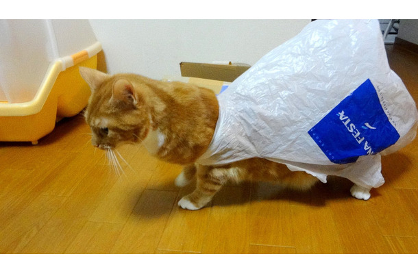【動画】レジ袋はもうコリゴリ！猫の惨事