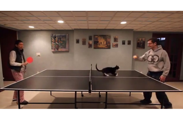 【動画】どうしても卓球に手を出したい猫さん