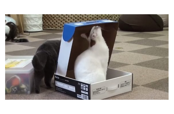 【動画】事件か事故か…？箱であそんでいたネコさんが……