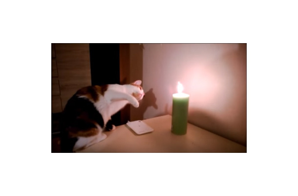 【動画】ローソクの灯りに猫パンチ！