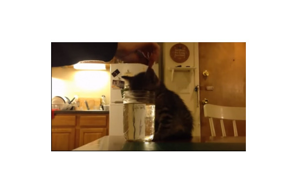 【動画】水を飲む姿勢で寝てしまった子猫