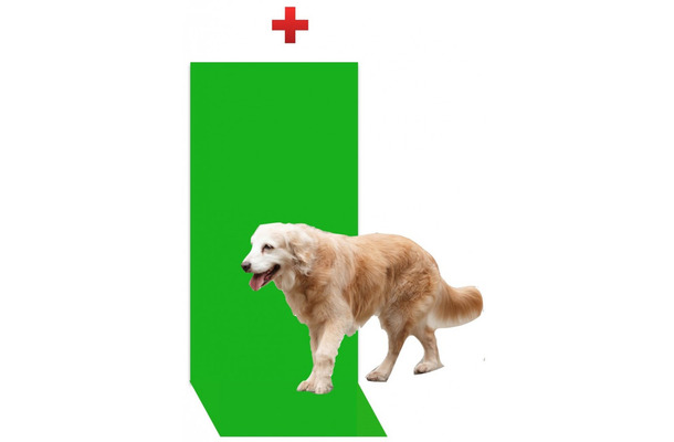 「避難訓練 Dogs only」は犬だけが参加できる避難訓練。災害時の避難所生活を想定し、飼い主と離れて他の犬たちとの共同生活を体験する（画像はプレスリリースより）