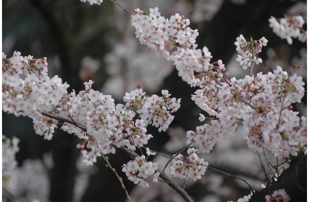 桜の開花予想が発表に！熊本3月22日、上野23日