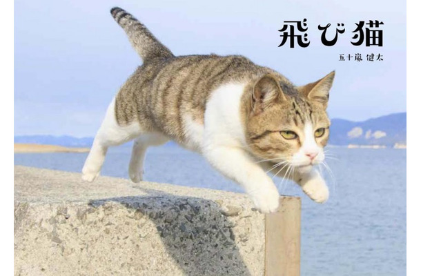 『飛び猫』写真展が開催！「春の飛び猫写真展　全国巡回」栃木・福島・京都の3都市で！