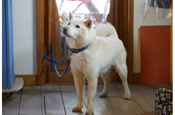 北海道犬の海斗くん