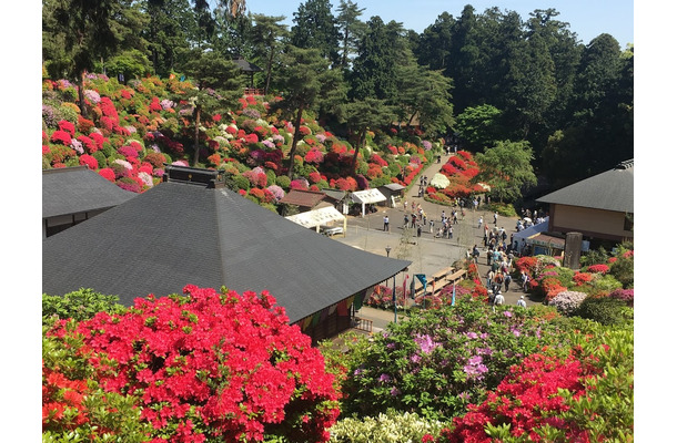 約2万本のつづじが斜面に！火渡り荒行も