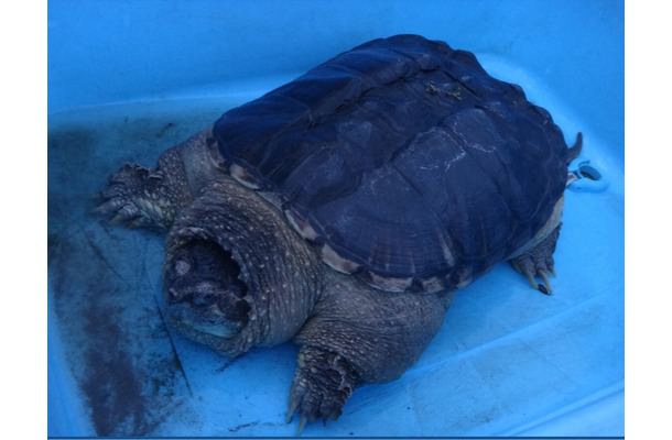 ココリコ・田中と鈴木奈々がカミツキガメの捕獲に挑戦！