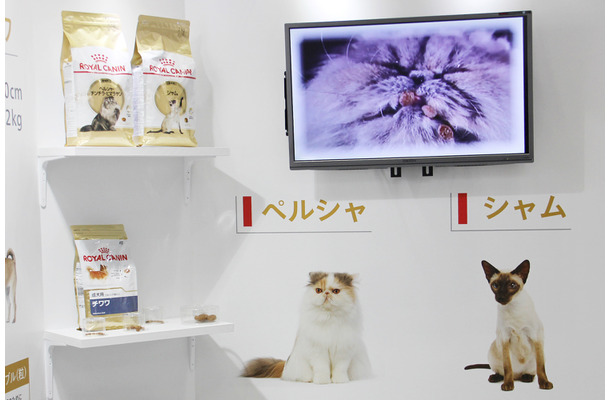 会場ではペルシャ猫の独特の食べ方を動画で紹介