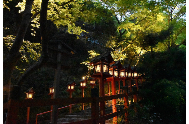 貴船神社の青もみじライトアップ