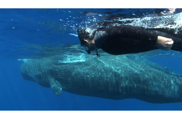 的場浩司、立って眠るマッコウクジラとのゲキレア2ショット撮影に挑戦