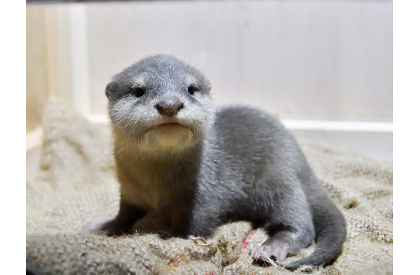 サンシャイン水族館、1月16日からコツメカワウソの赤ちゃんを一般公開