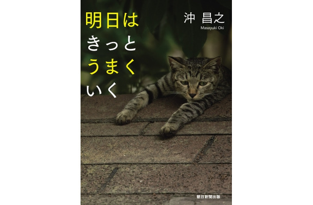 自由気ままな猫たちが癒してくれる...猫写真家・沖昌之の写真集発売