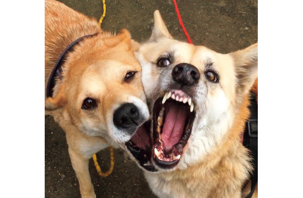 雑種犬二匹の「じゃれ愛」を集めた写真集『がくこ』が発売