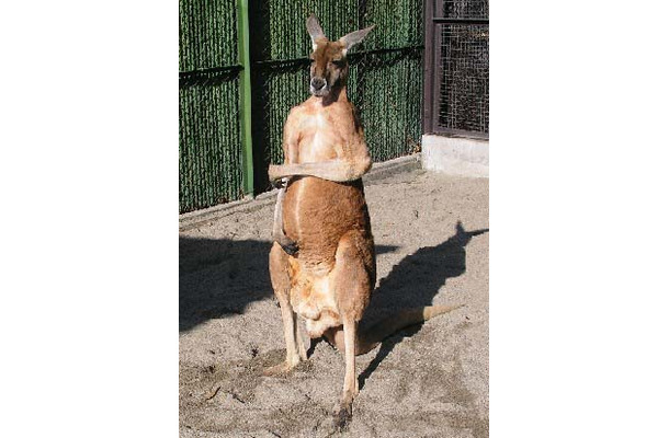 　アットネットホームと須高ケーブルテレビは、動物園の動物の様子や解説などをインターネット配信するブロードバンドコンテンツ「デジタルアニマルパーク」の制作に合意したと発表した