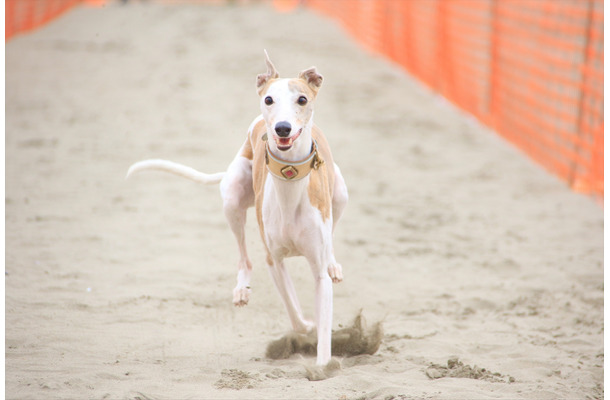 愛犬と様々なアクティビティが楽しめる！「九十九里ビーチドッグフェスティバル2019」開催