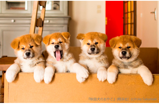 貴重な秋田犬の赤ちゃん写真も！「秋田犬のおやこ」写真展が開催